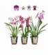 OrchideeÃ«n