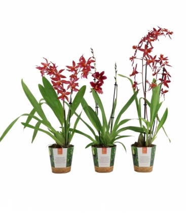 OrchideeÃ«n