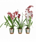OrchideeÃ«n
