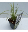 Carex