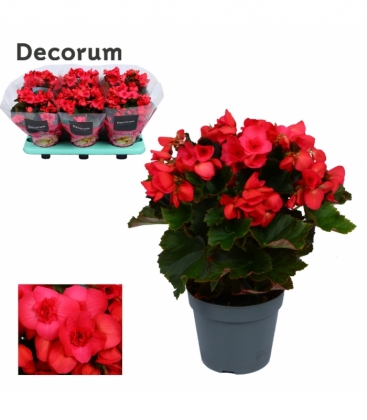 Begonia