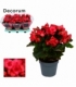Begonia