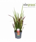 Imperata