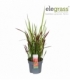 Imperata