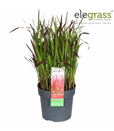 Imperata