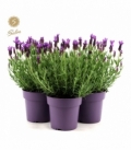 Lavandula