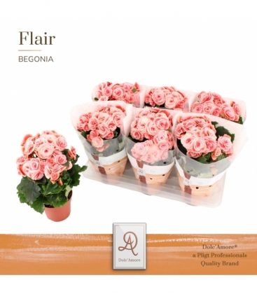 Begonia