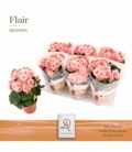 Begonia