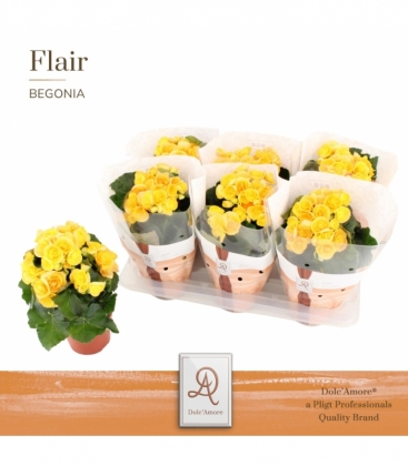 Begonia