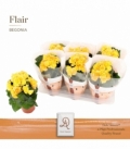 Begonia
