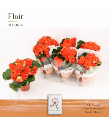 Begonia