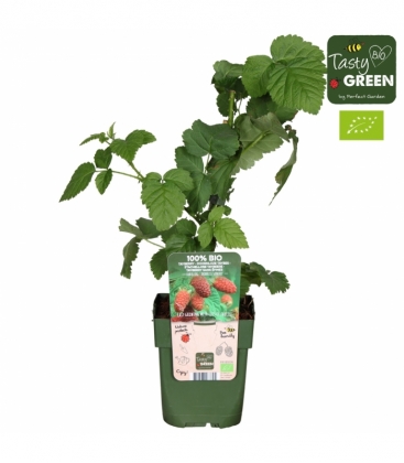 Rubus
