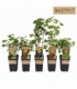 Ribes