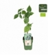 Rubus