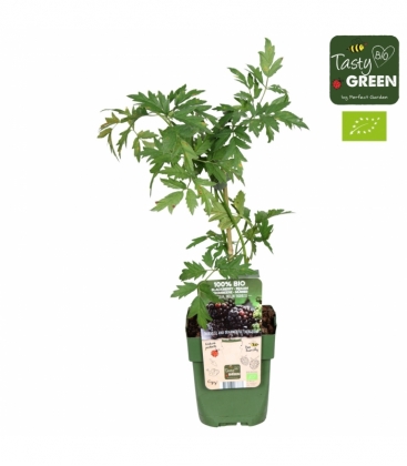 Rubus