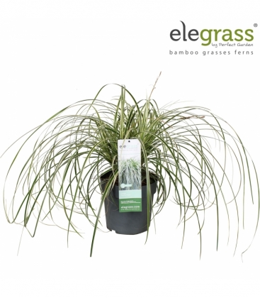 Carex