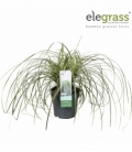 Carex