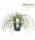 Carex