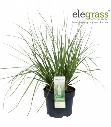 Cortaderia