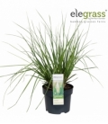Cortaderia