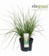Cortaderia
