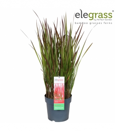 Imperata