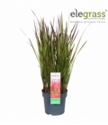 Imperata
