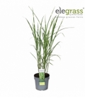 Miscanthus
