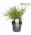 Panicum