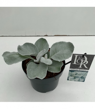 Senecio