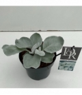 Senecio