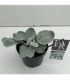 Senecio
