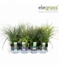 Grasses