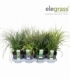 Grasses