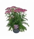 Achillea