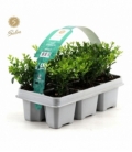 Ilex