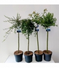 Salix