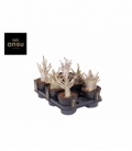 Adenium