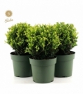 Ilex