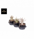 Adenium