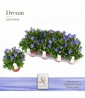 Gentiana