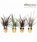 Phormium