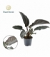 Philodendron