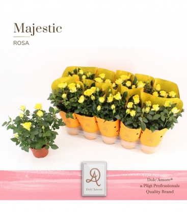 Rosa