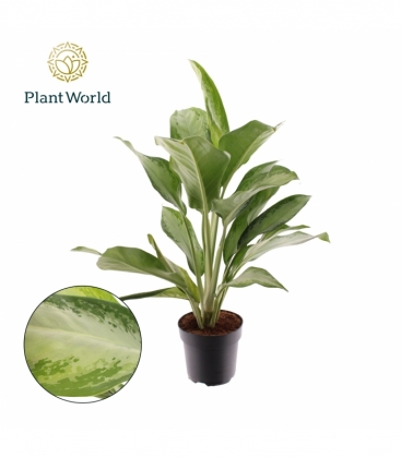 Aglaonema