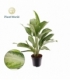 Aglaonema