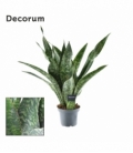 Sansevieria