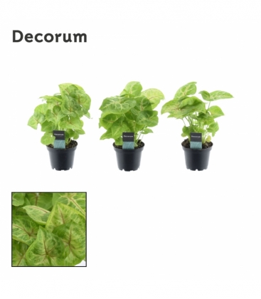 Syngonium