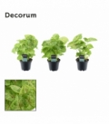 Syngonium