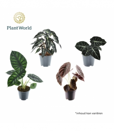 Alocasia